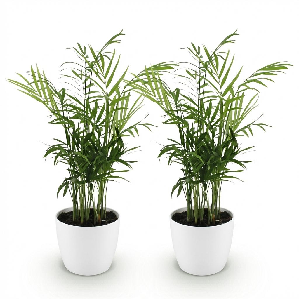 Green boutiQ - Kamerplant - Chamaedorea elegans - Goudpalm - Huisdiervriendelijke Plant - Groen - 2 Planten - met Potter Wit - Pot 12cm - Hoogte 15cm