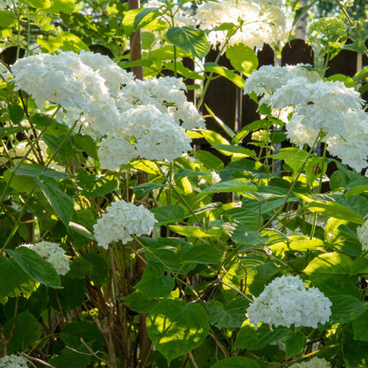 Hydrangea arborescens 'Annabelle' - Pluimhortensia - hoogte 20-30cm
