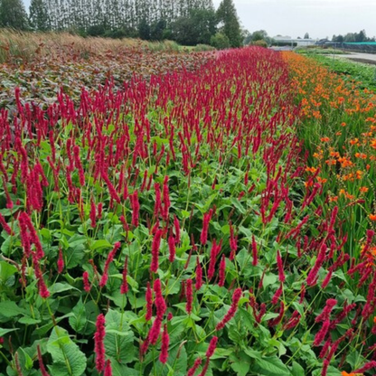 Persicaria amplixicaulis 'Blackfield' - Duizendknoop