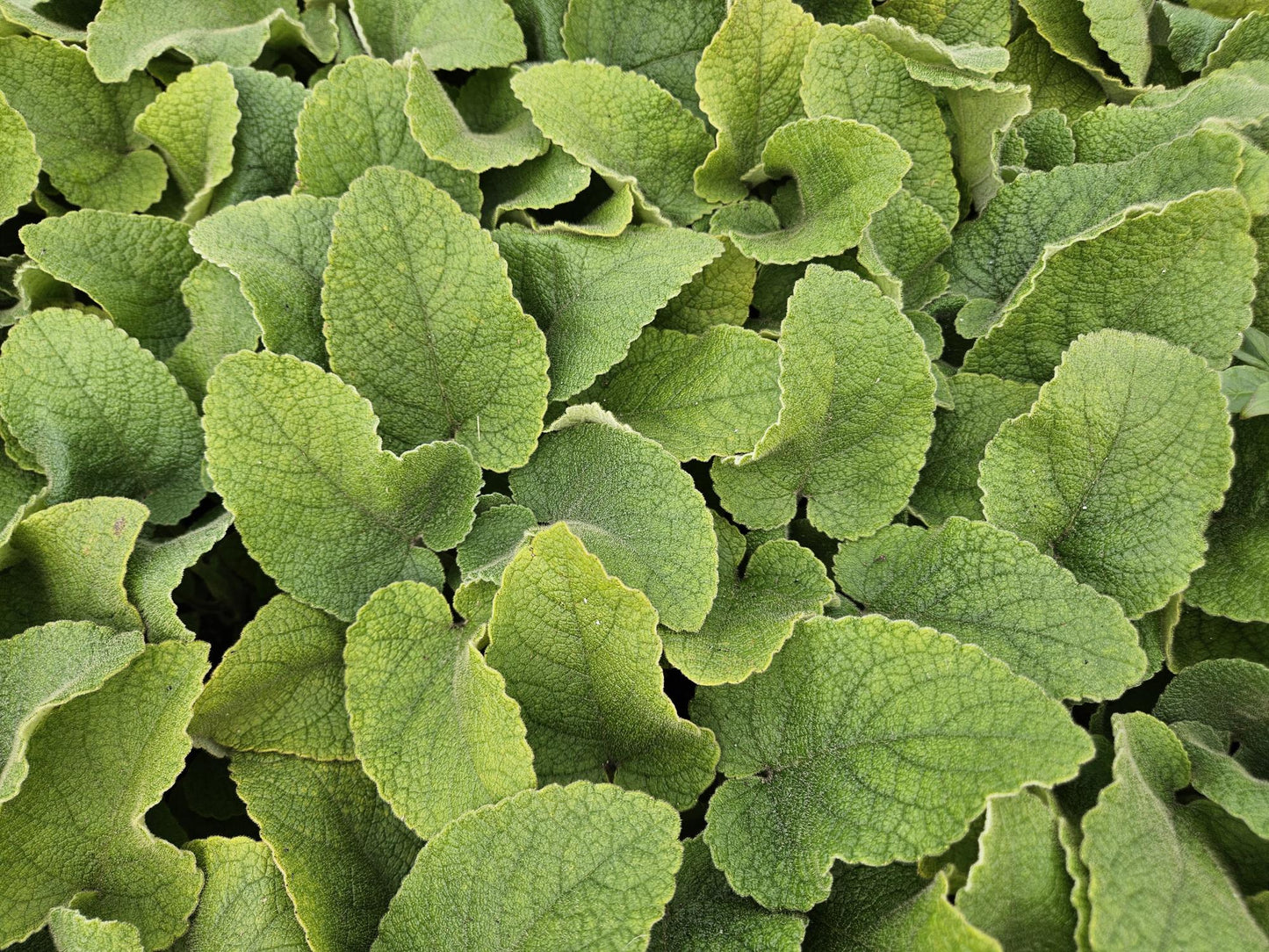 Phlomis russeliana - Brandkruid