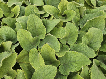 Phlomis russeliana - Brandkruid