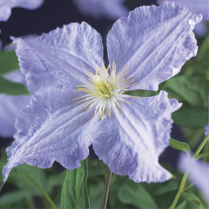 Clematis 'Blue Angel' - Clematis - 2 planten - Pot 11cm - Hoogte 40cm