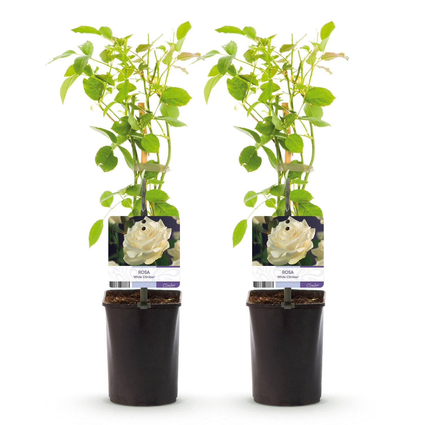 Rosa 'White Climber' - Klimroos