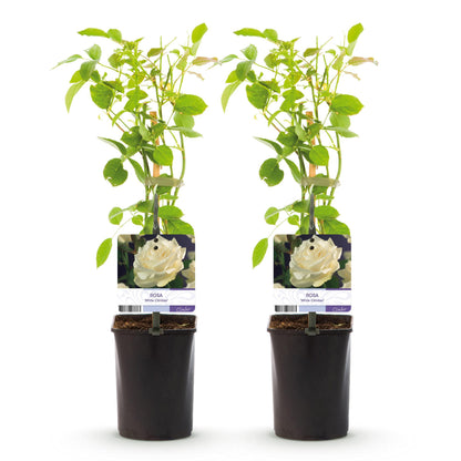 Rosa 'White Climber' - Klimroos
