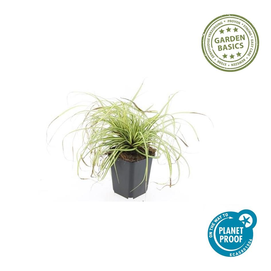 Carex oshimensis 'Evergold' - Japanse Zegge