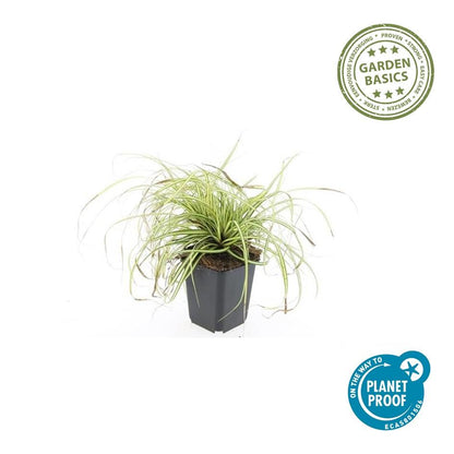 Carex oshimensis 'Evergold' - Japanse Zegge