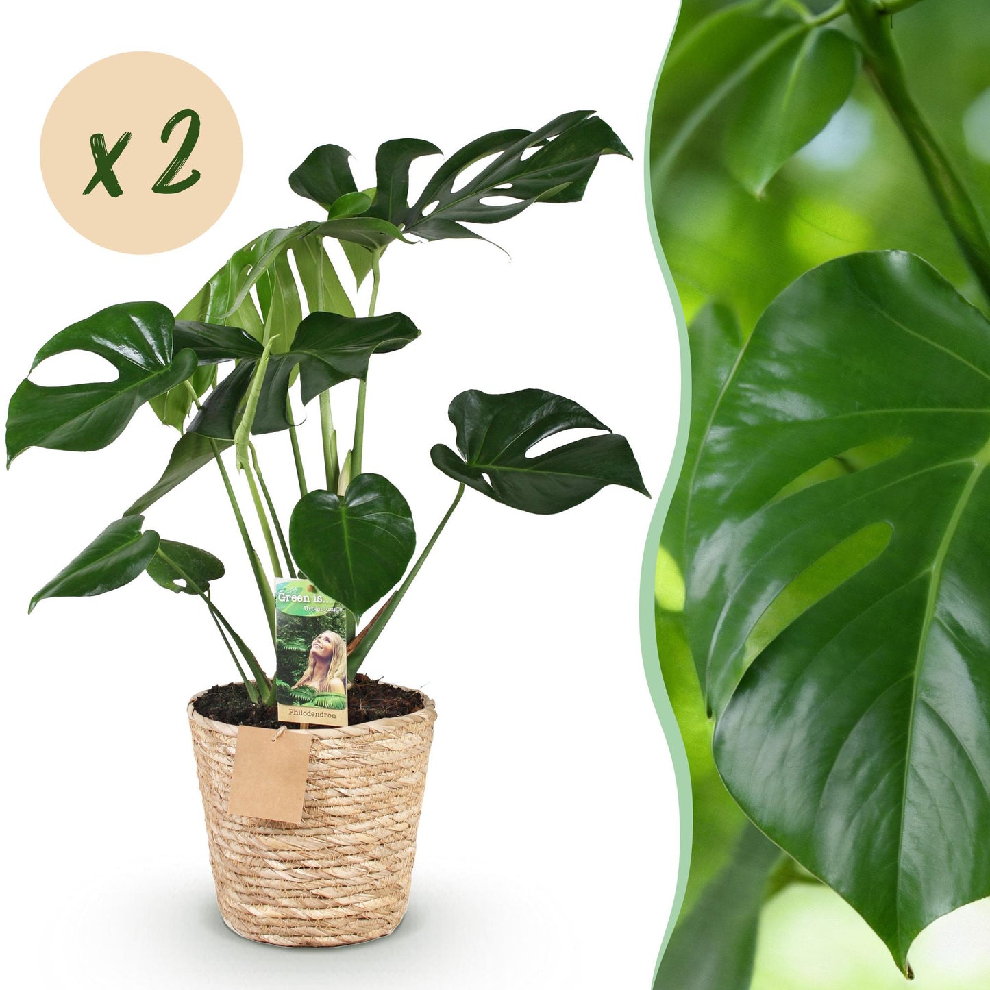 Green BoutiQ - Green is... Kamerplanten - Monstera Deliciosa - Gatenplant - Weinig onderhoud - met mand - Groen - 2 Planten - Pot 17cm - Hoogte 50-55cm
