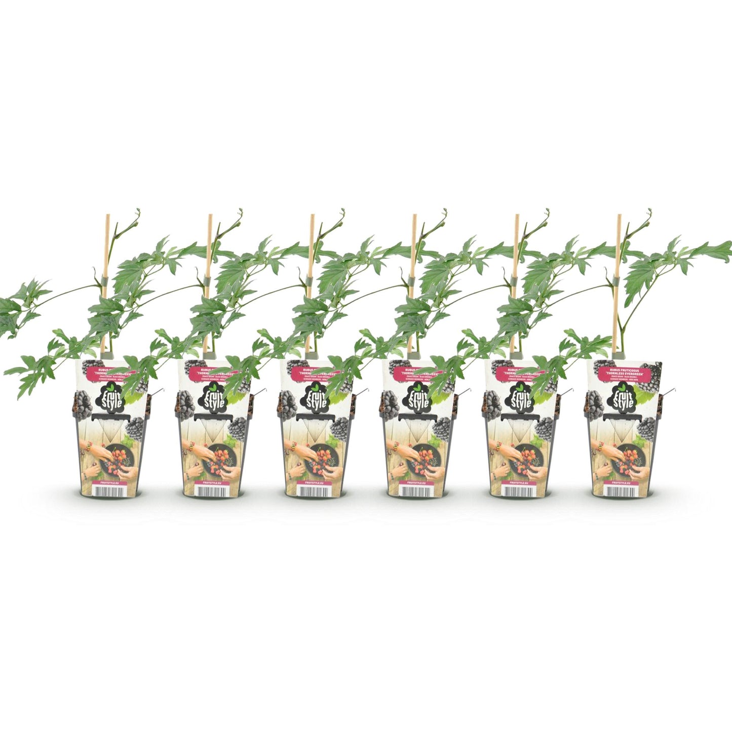 Rubus 'Thornless Evergreen' - Doornloze zwarte Braam - -