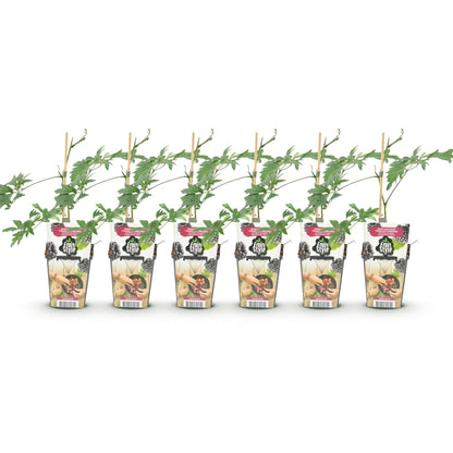 Rubus 'Thornless Evergreen' - Doornloze zwarte Braam - -