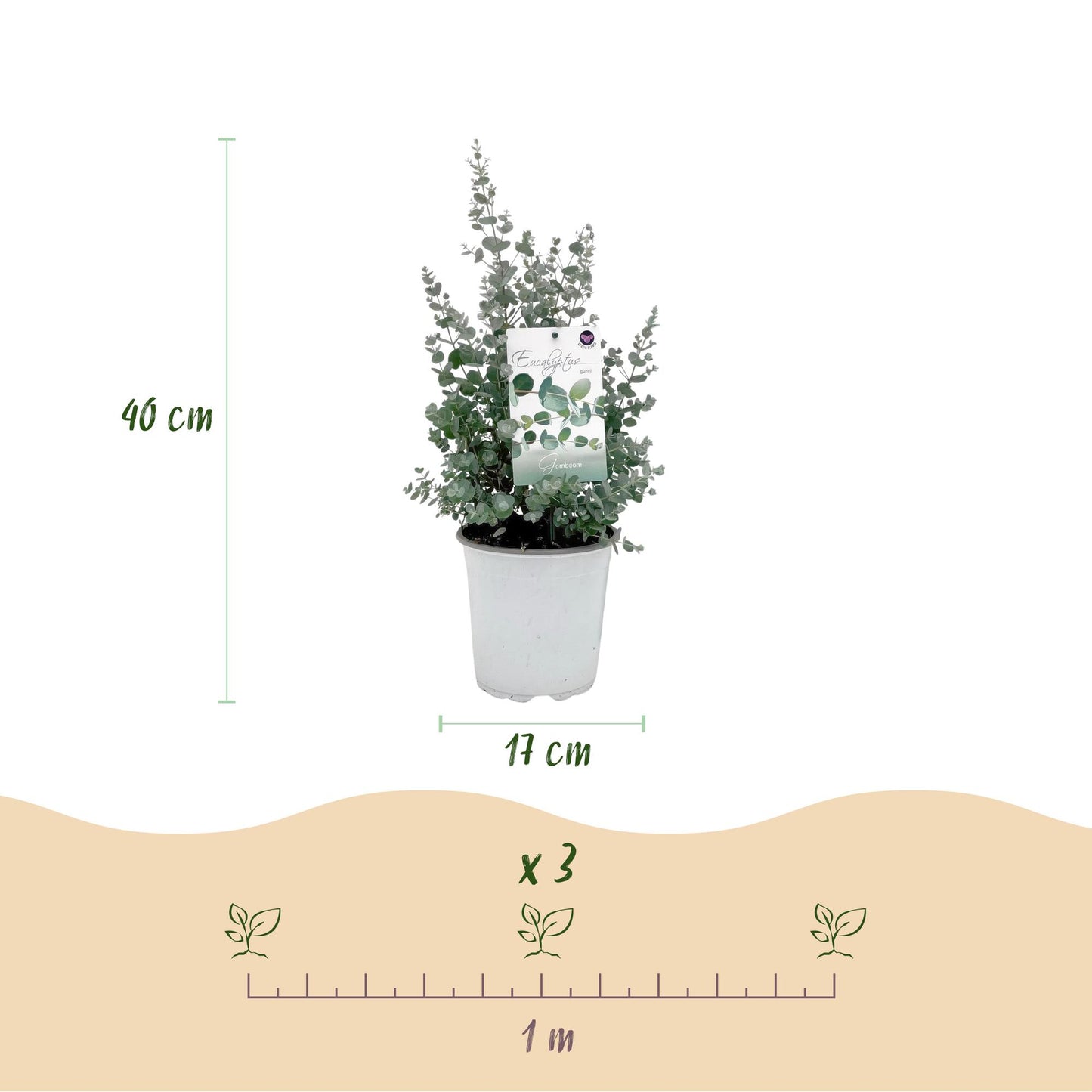 Eucalyptus gunni - Eucalyptus - Grijs - 2 Planten - Winterhard - Pot 17cm Hoogte 40cm