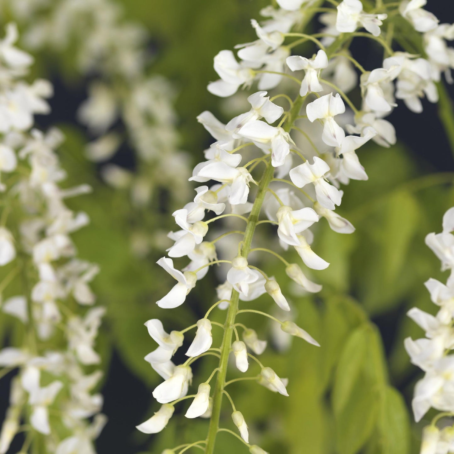 Wisteria floribunda 'Alba' - Blauwe Regen'