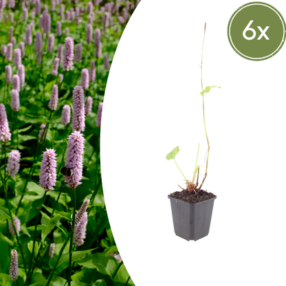 Persicaria affinis ‘Superba’ - Duizendknoop