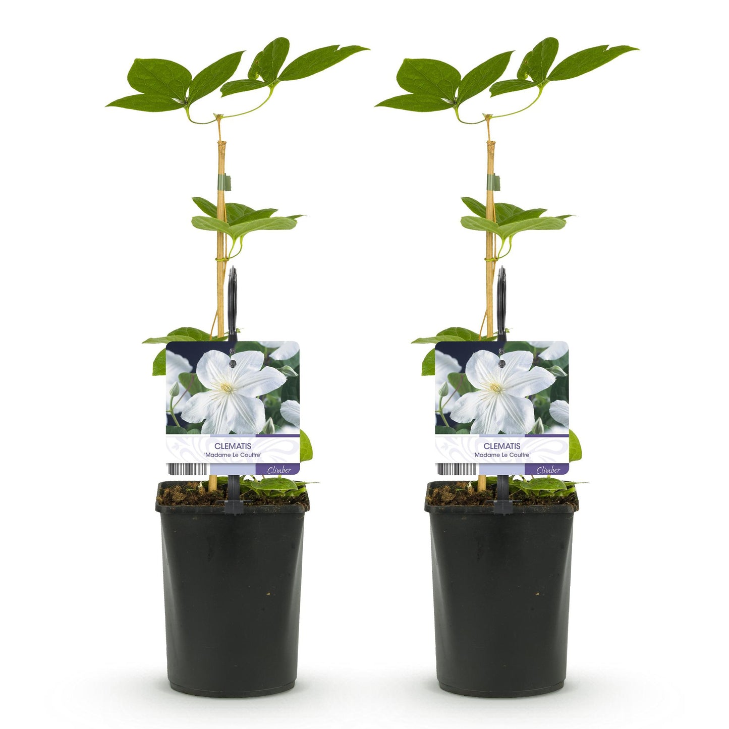 Clematis 'Madame Le Coultre' - Clematis - 2 planten - Pot 11cm - Hoogte 40cm