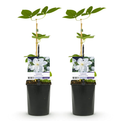 Clematis 'Madame Le Coultre' - Clematis - 2 planten - Pot 11cm - Hoogte 40cm