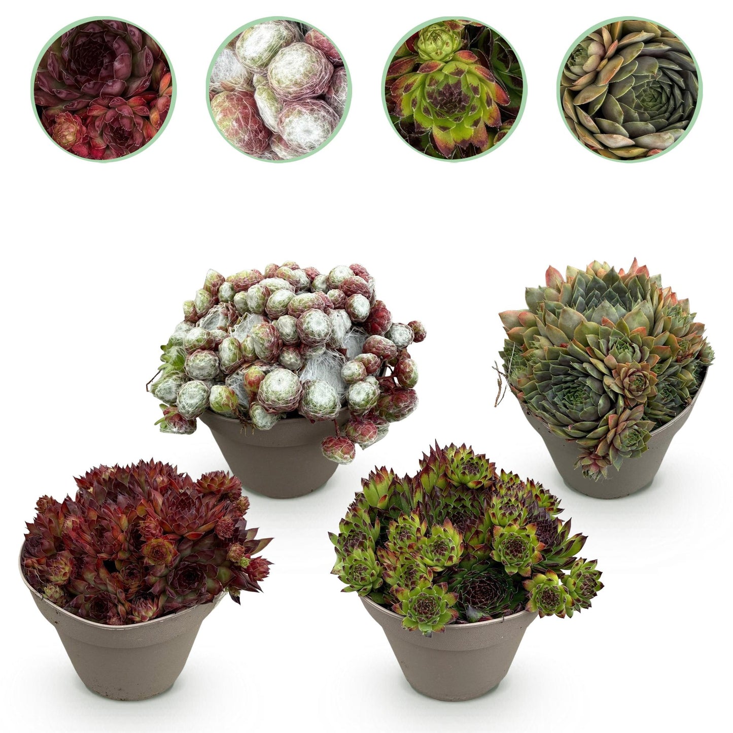 Sempervivum 'Big Sam' - Huislook - hoogte 17