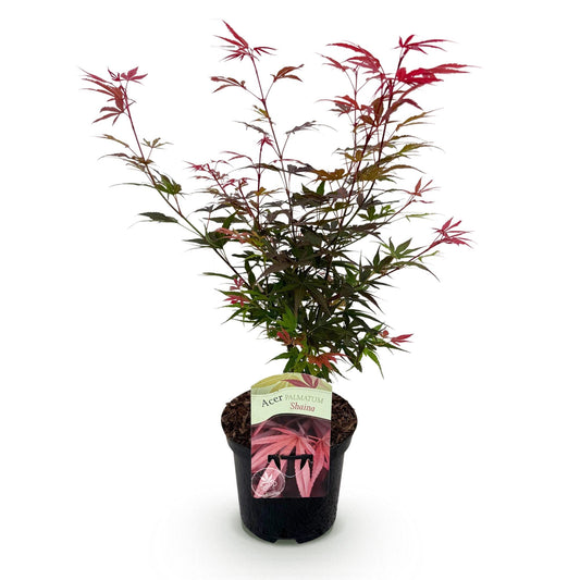 Acer palmatum 'Shaina' - Japanse Esdoorn - hoogte 70cm