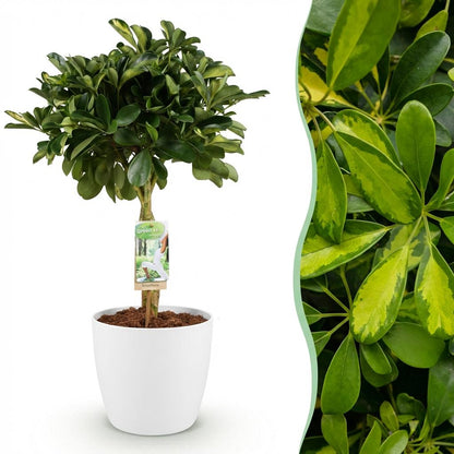 Schefflera Gold Capelle - Vingerboom - incl. pot wit - pot 21cm - hoogte 70-80cm
