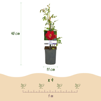 Rosa 'Red Queen' - Klimroos