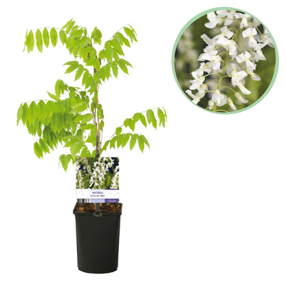Wisteria floribunda 'Alba' - Blauwe Regen'