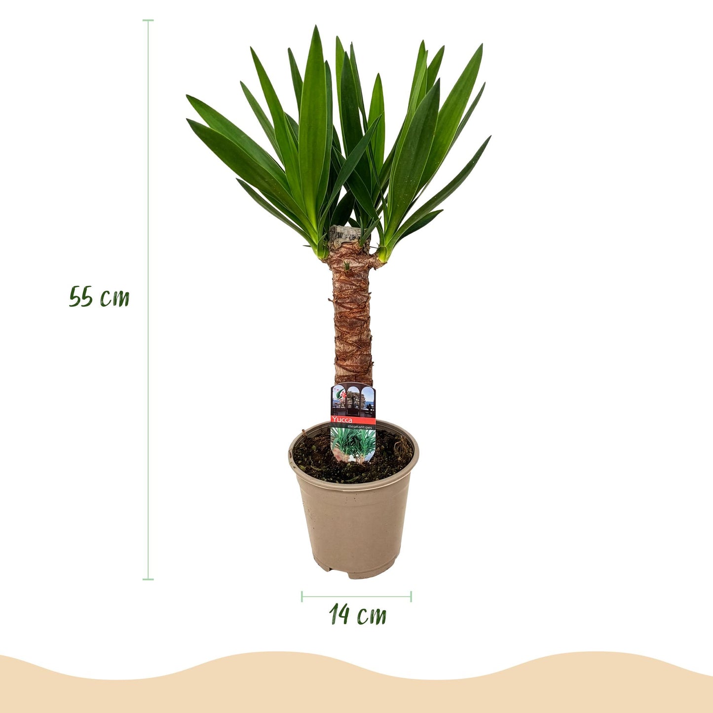 Green boutiQ - Kamerplant - Yucca elephantipes - Yucca - Weinig onderhoud - Groen - 1 - Pot 14cm - Hoogte 55cm