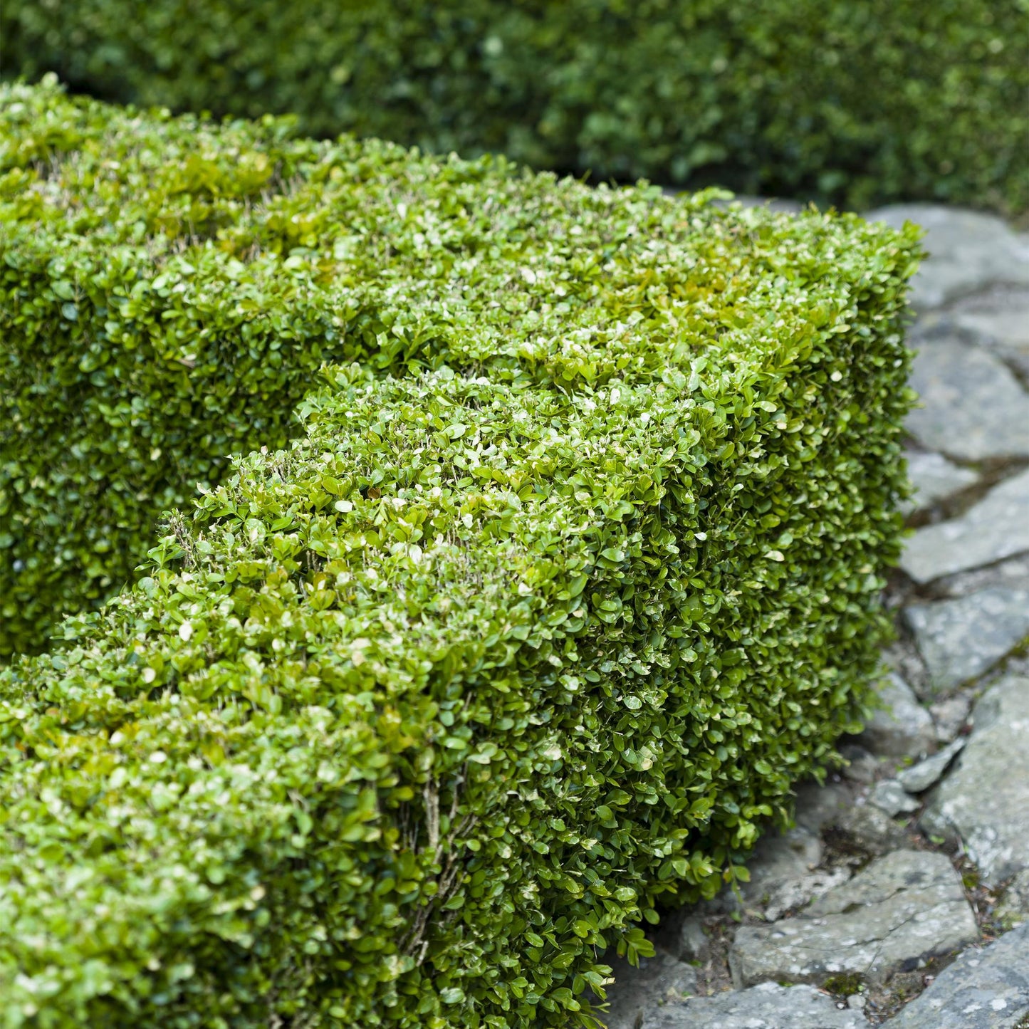 Buxus sempervirens - Palmboompje - hoogte 40-45cm
