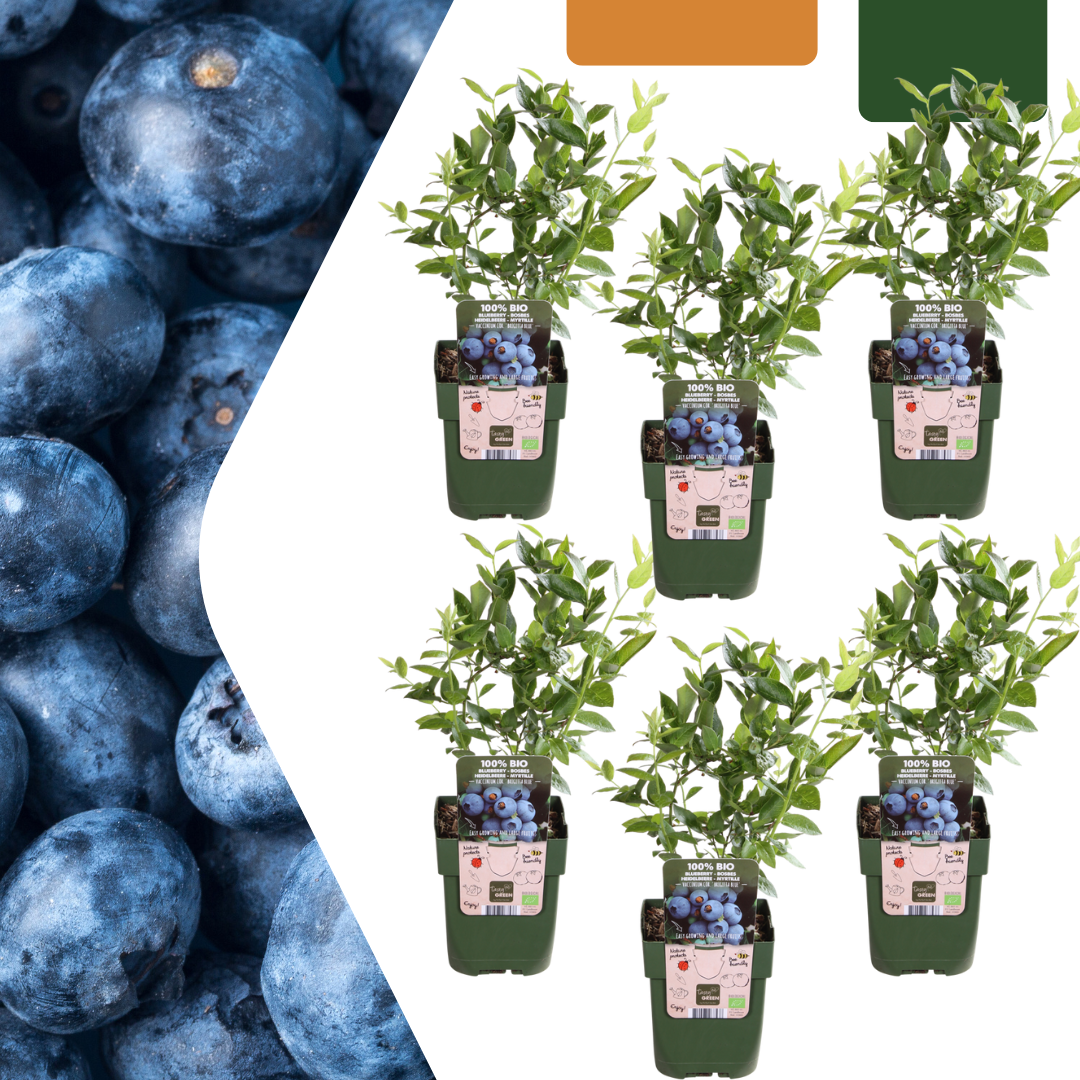Biologische bosbessenplanten - 6 planten - Ø 13 cm - ↨ 20 cm