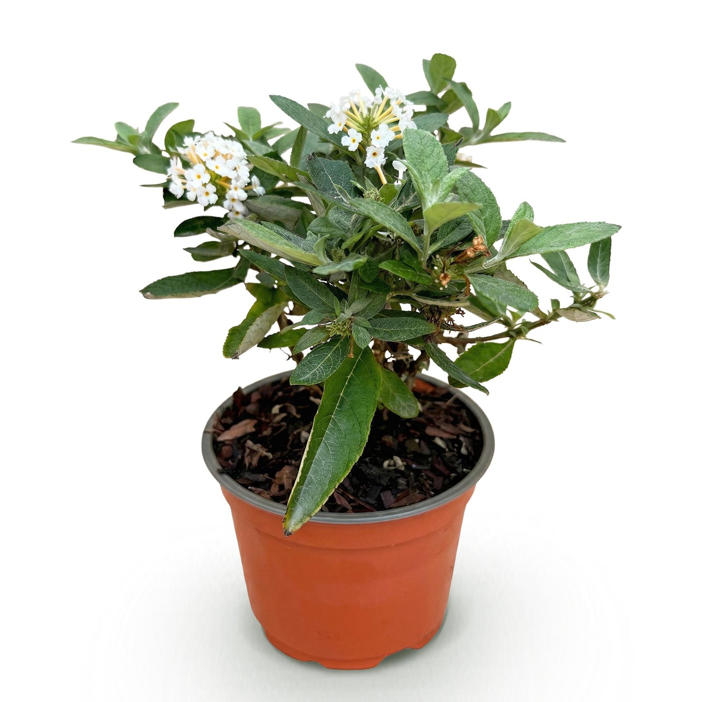 Buddleja davidii 'Butterfly Candy Little White' - Vlinderstruik - hoogte 20-25cm
