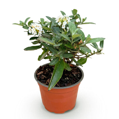 Buddleja davidii 'Butterfly Candy Little White' - Vlinderstruik - hoogte 20-25cm