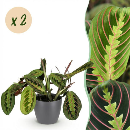 Green boutiQ - Kamerplant - Maranta Fascinator Tricolour - Gebedsplant - Huisdiervriendelijke Plant - Groen - 2 Planten - met Potter Grijs - Pot 12cm - Hoogte 25cm