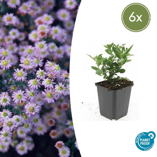 Aster ageratoides 'Stardust' - Herfstaster