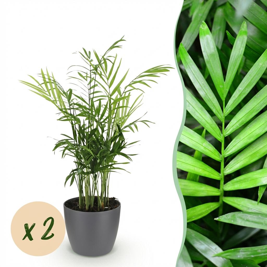 Green boutiQ - Kamerplant - Chamaedorea elegans - Goudpalm - Huisdiervriendelijke Plant - Groen - 2 Planten - met Potter Grijs - Pot 12cm - Hoogte 15cm