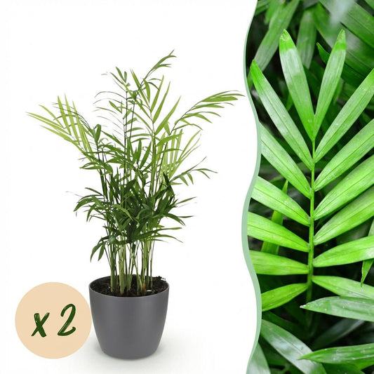 Green boutiQ - Kamerplant - Chamaedorea elegans - Goudpalm - Huisdiervriendelijke Plant - Groen - 2 Planten - met Potter Grijs - Pot 12cm - Hoogte 15cm