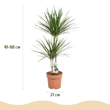 Dracaena Marginata - Drakenbloedboom - 1 plant - pot 21cm - hoogte 90-100cm