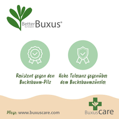 Green boutiQ - Buxus Haag - BetterBuxus Babylon Beauty - Resistant tegen de Buxus schimmel - 16 planten - 2 strekkende meter - pot 9cm hoogte 20-25