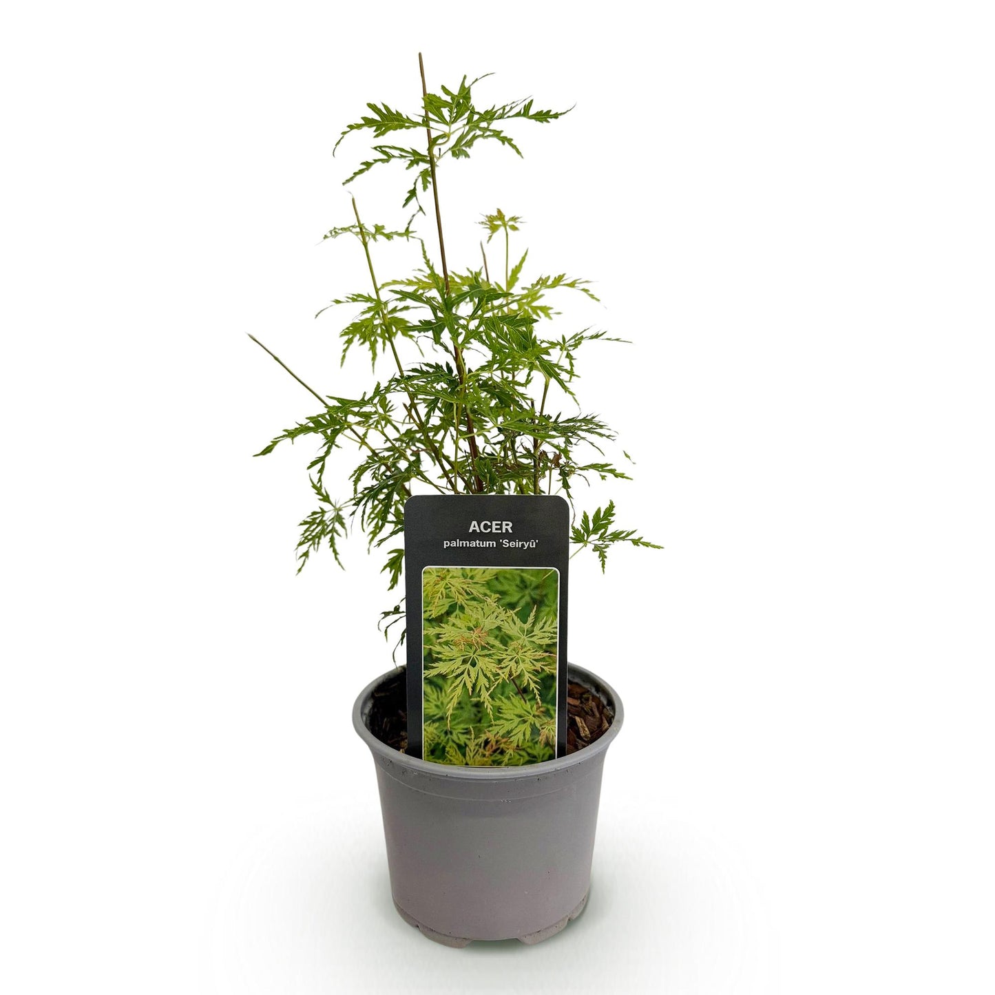 Acer palmatum 'Seiryu' - Japanse Esdoorn - hoogte 35cm