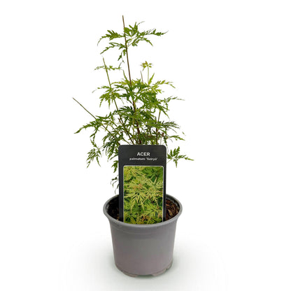 Acer palmatum 'Seiryu' - Japanse Esdoorn - hoogte 35cm
