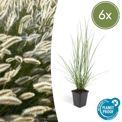 Pennisetum alopecuroides 'Hameln' - Lampenpoetsergras