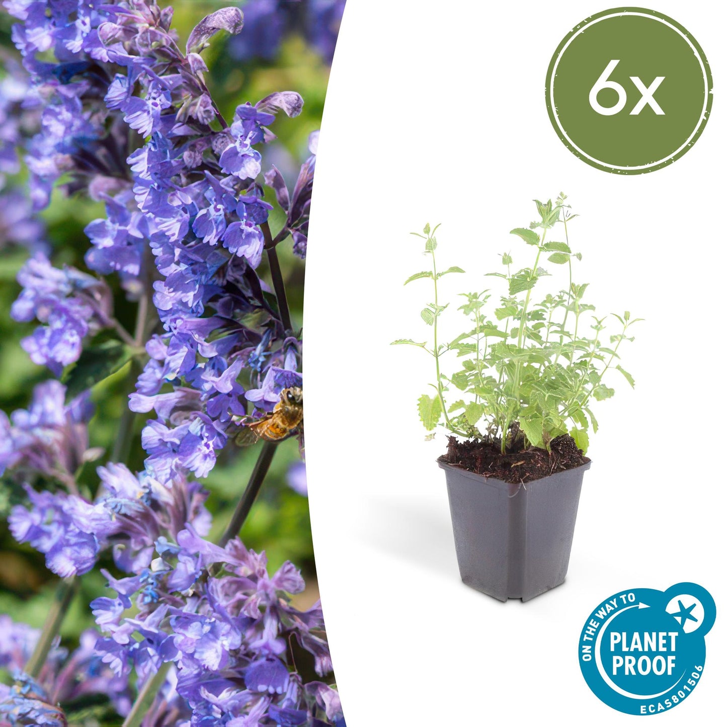 Nepeta 'Six Hills Giant' - Kattenkruid
