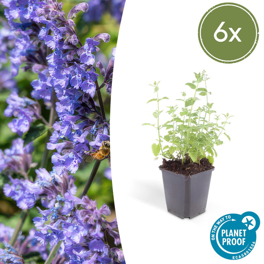 Nepeta 'Six Hills Giant' - Kattenkruid