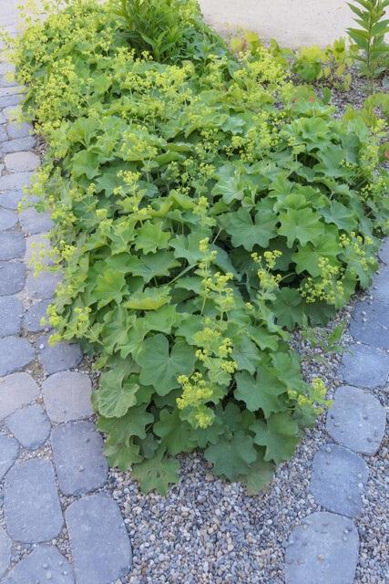 Alchemilla mollis - Fraaie Vrouwenmantel
