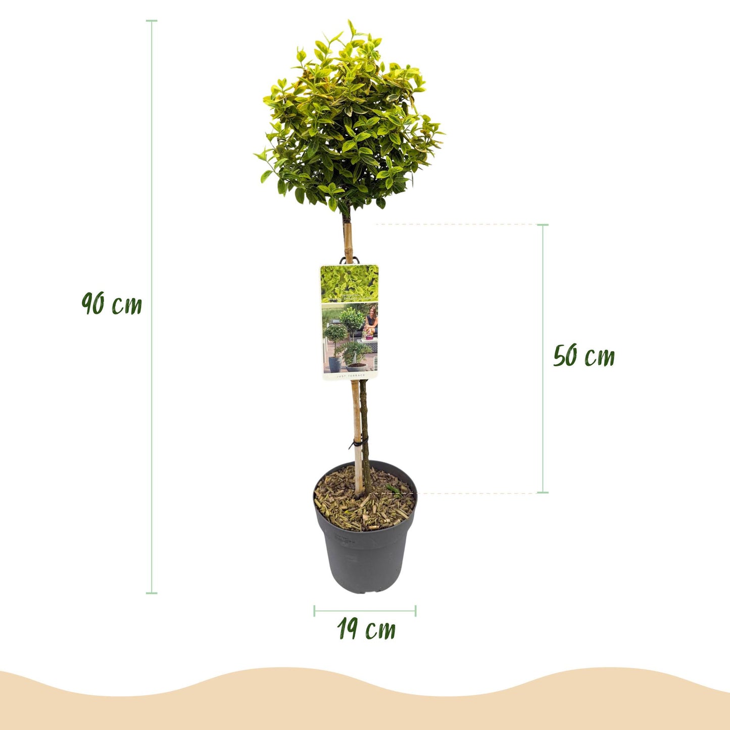 Euonymus fortunei 'Emerald 'n Gold' op stam - Kardinaalshoed - hoogte 90cm