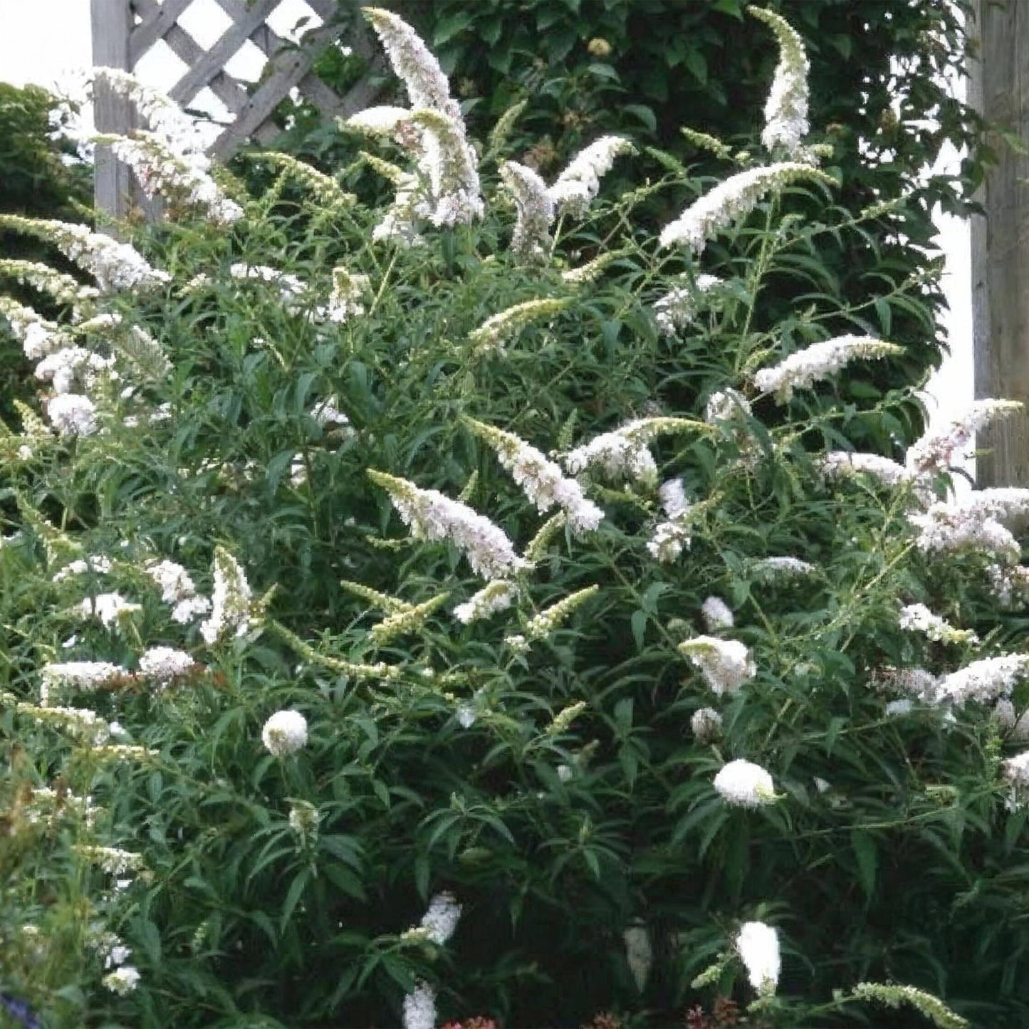 Buddleja davidii 'White Profusion' - Vlinderstruik - hoogte 45cm