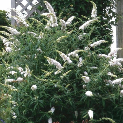 Buddleja davidii 'White Profusion' - Vlinderstruik - hoogte 45cm