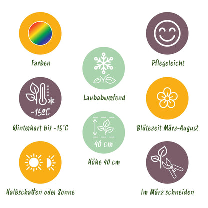 Green boutiQ - Borderpakket - Bodembedekkend - 24 Vaste planten - 3 m2 - Diversen kleuren - Weinig Onderhoud - Pot 11cm