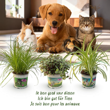 Green boutiQ - Kamerplant - Cyperus - Calissia - Chlorophytum - Mix van 3 - Huisdiervriendelijke Planten - Groen - 3 Planten - Pot 12cm - Hoogte 20cm