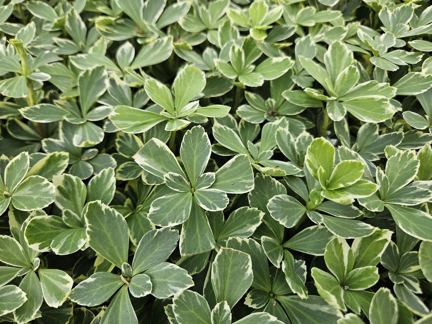 Pachysandra terminalis 'Variegata' - Schaduwkruid