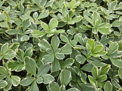 Pachysandra terminalis 'Variegata' - Schaduwkruid