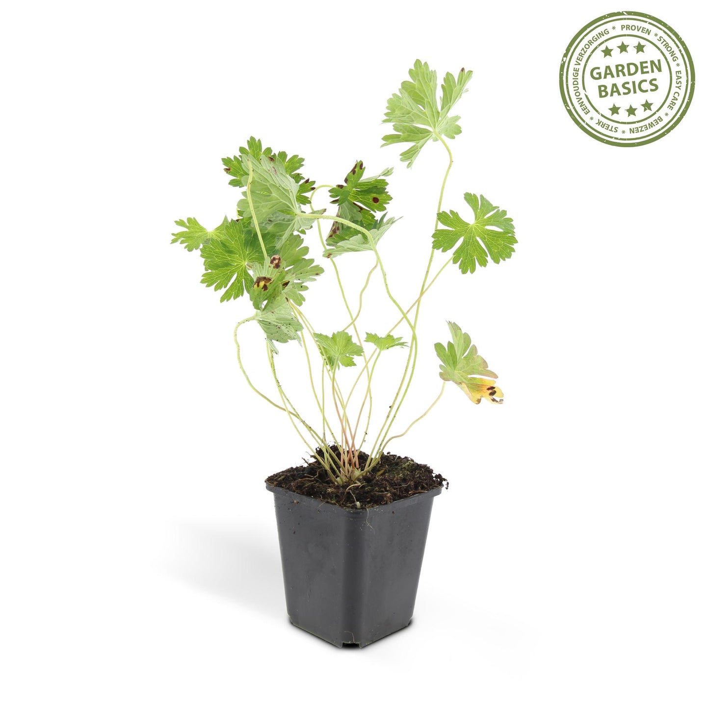 Geranium 'Rozanne' - Ooievaarsbek