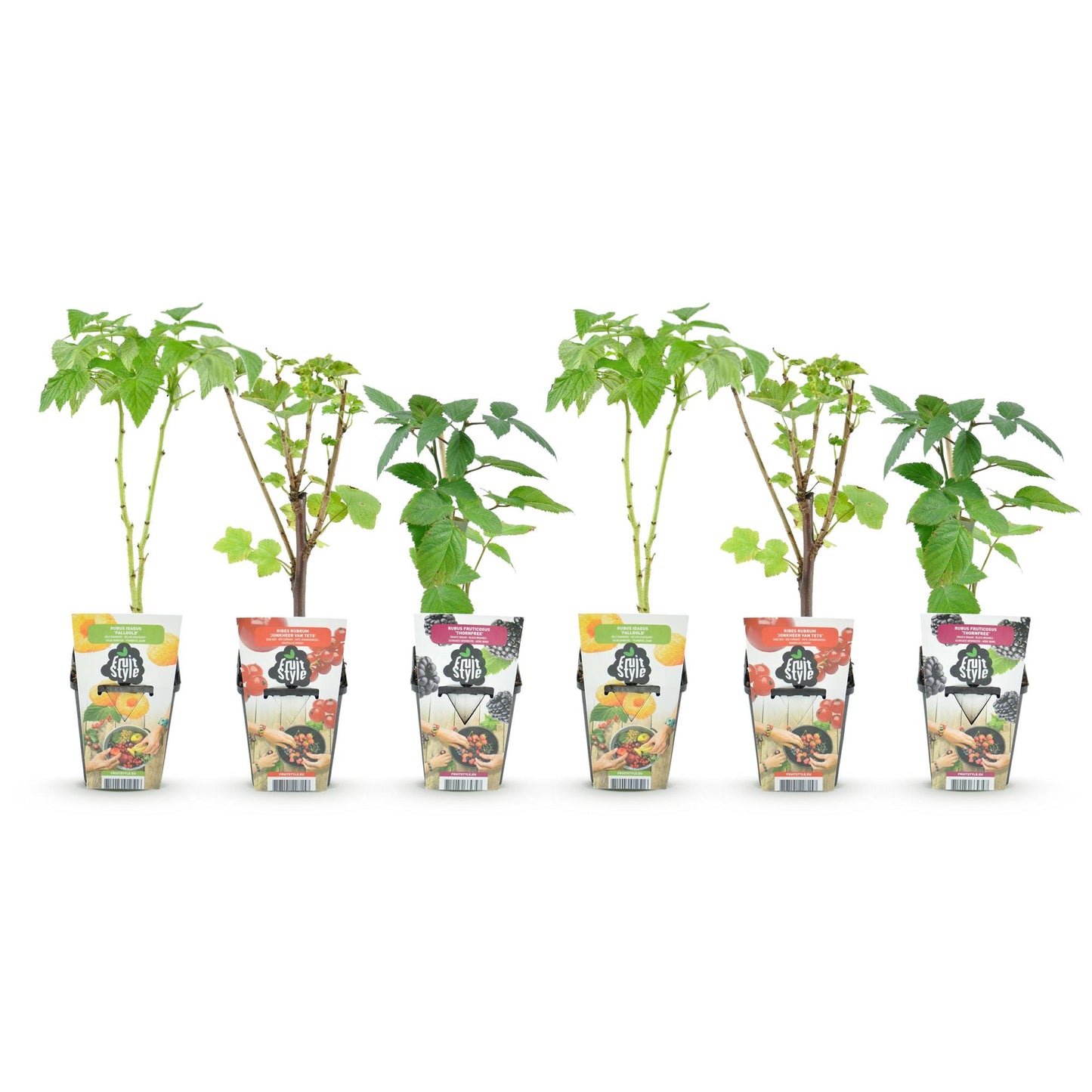Fruitplantenmix Gijs - 2x Rode Bes, 2x Gele Framboos, 2x Zwarte Braam