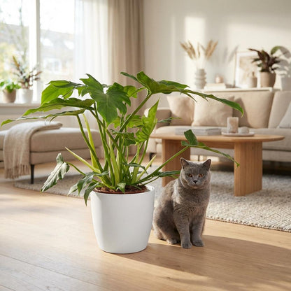 Green boutiQ - Kamerplant - Philodendron - Philodendron Lacerum - Groen - Weinig onderhoud - 1 Plant - met Potter Wit - Pot 19cm - Hoogte 65cm